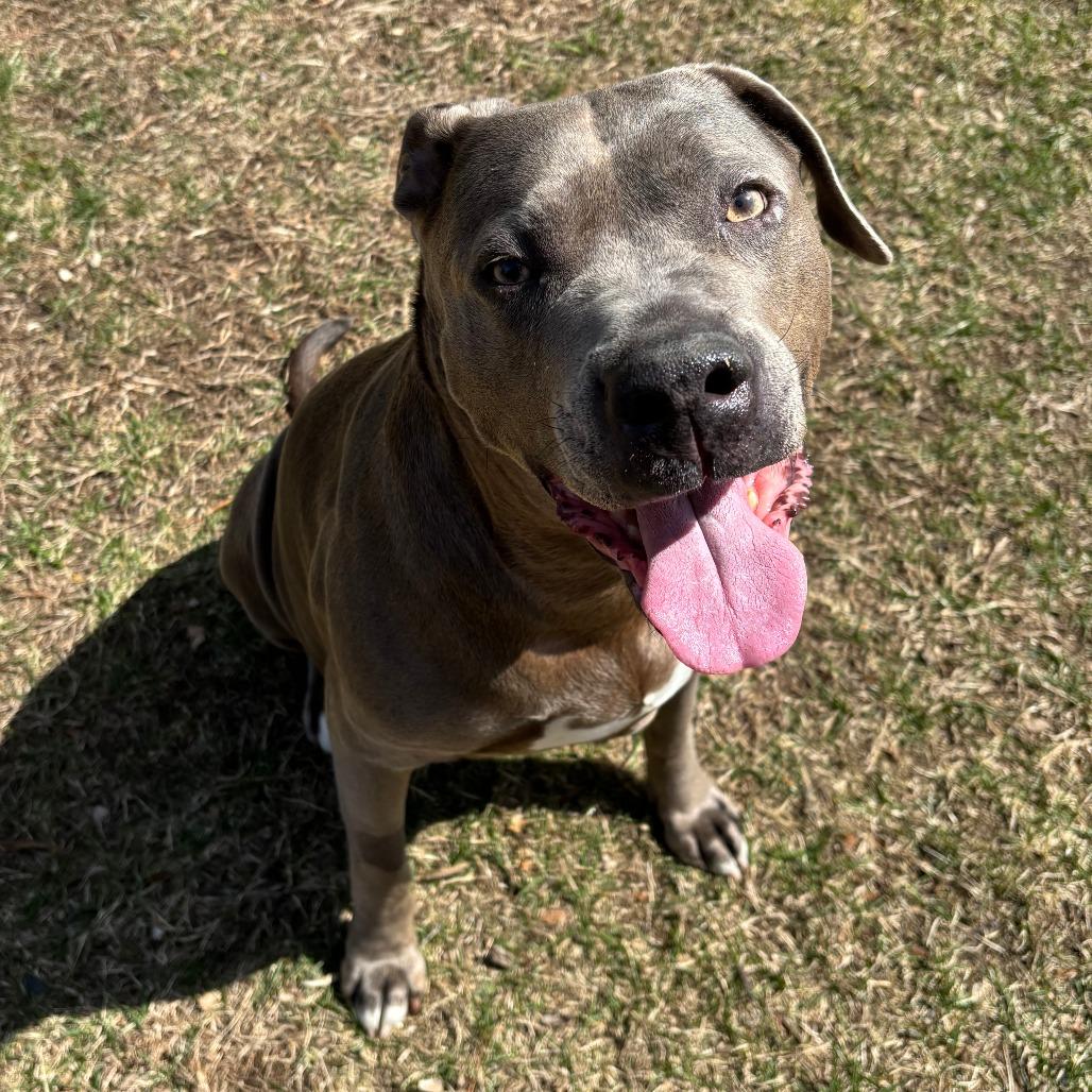 Enlarge Xena 50% off - in Foster, a Adoptable Pit Bull Terrier in Springfield, MA image 4/6