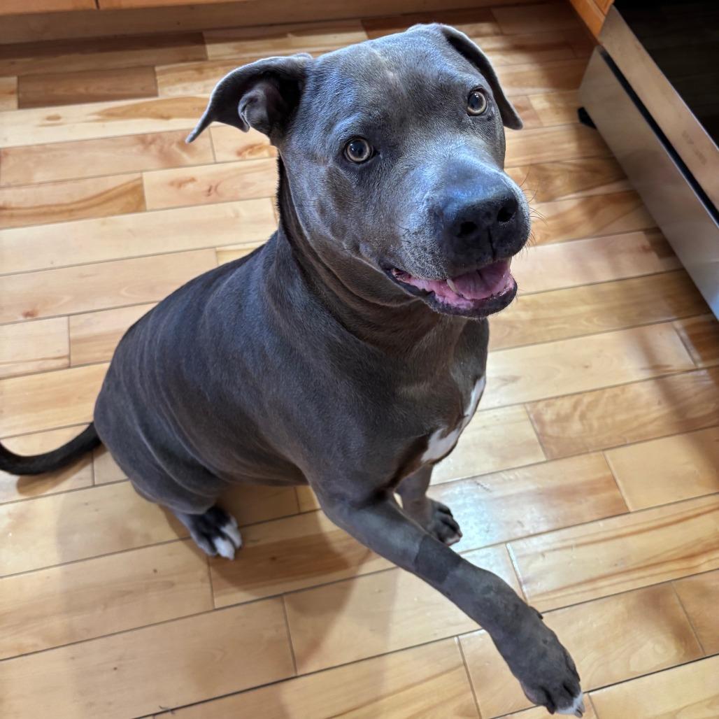 Enlarge Xena 50% off - in Foster, a Adoptable Pit Bull Terrier in Springfield, MA image 5/6