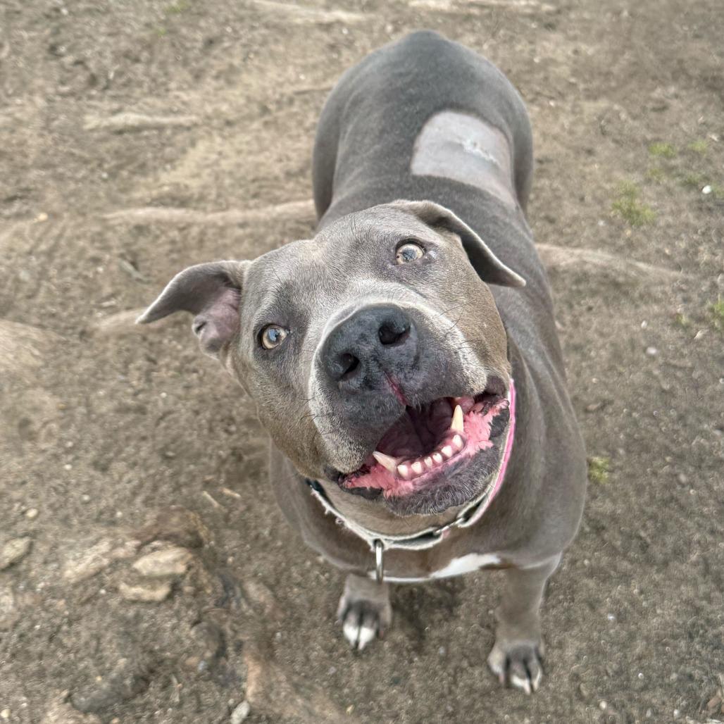 Enlarge Xena 50% off - in Foster, a Adoptable Pit Bull Terrier in Springfield, MA image 6/6