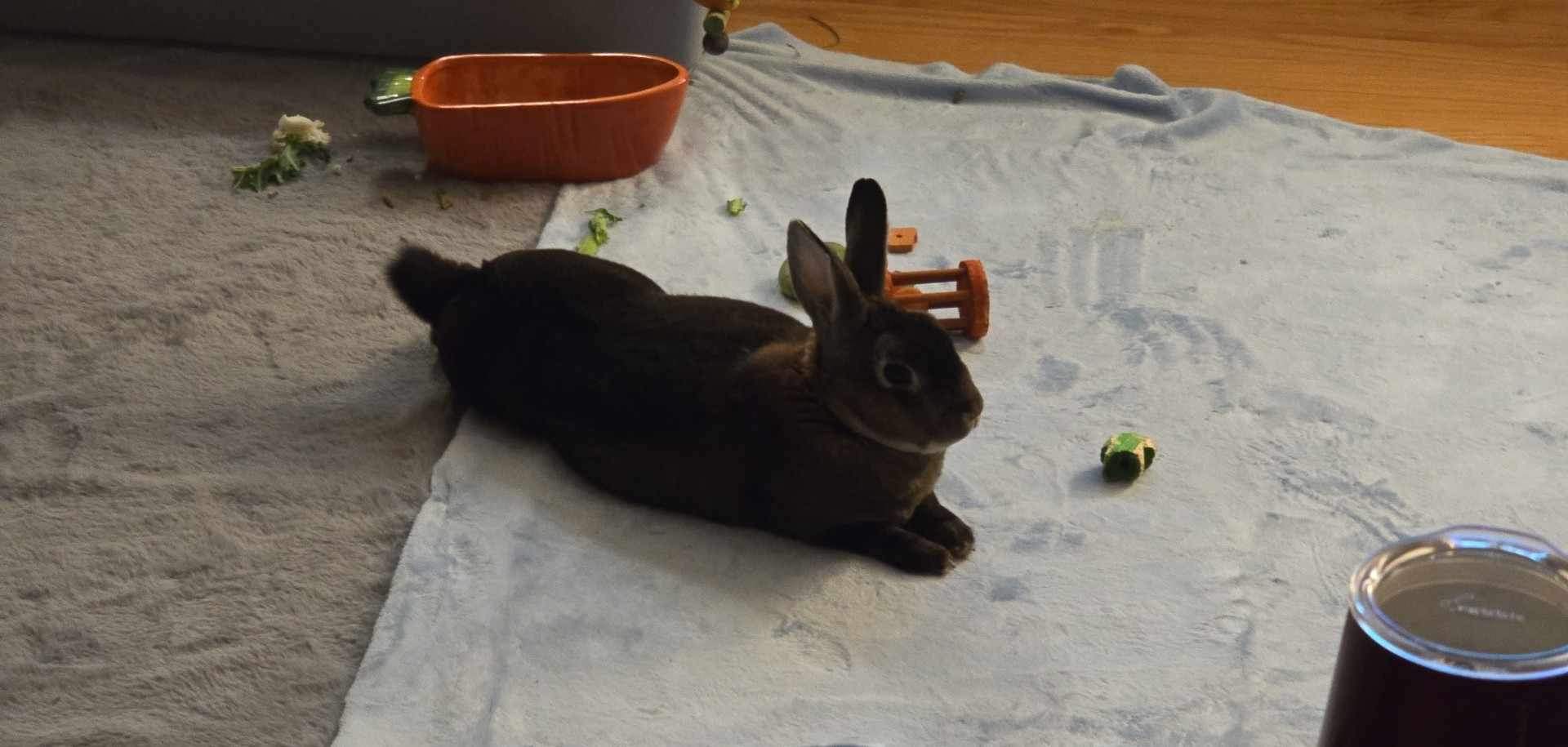 Guinness, a Adopted Mini Rex in Ottawa, ON image 3/3