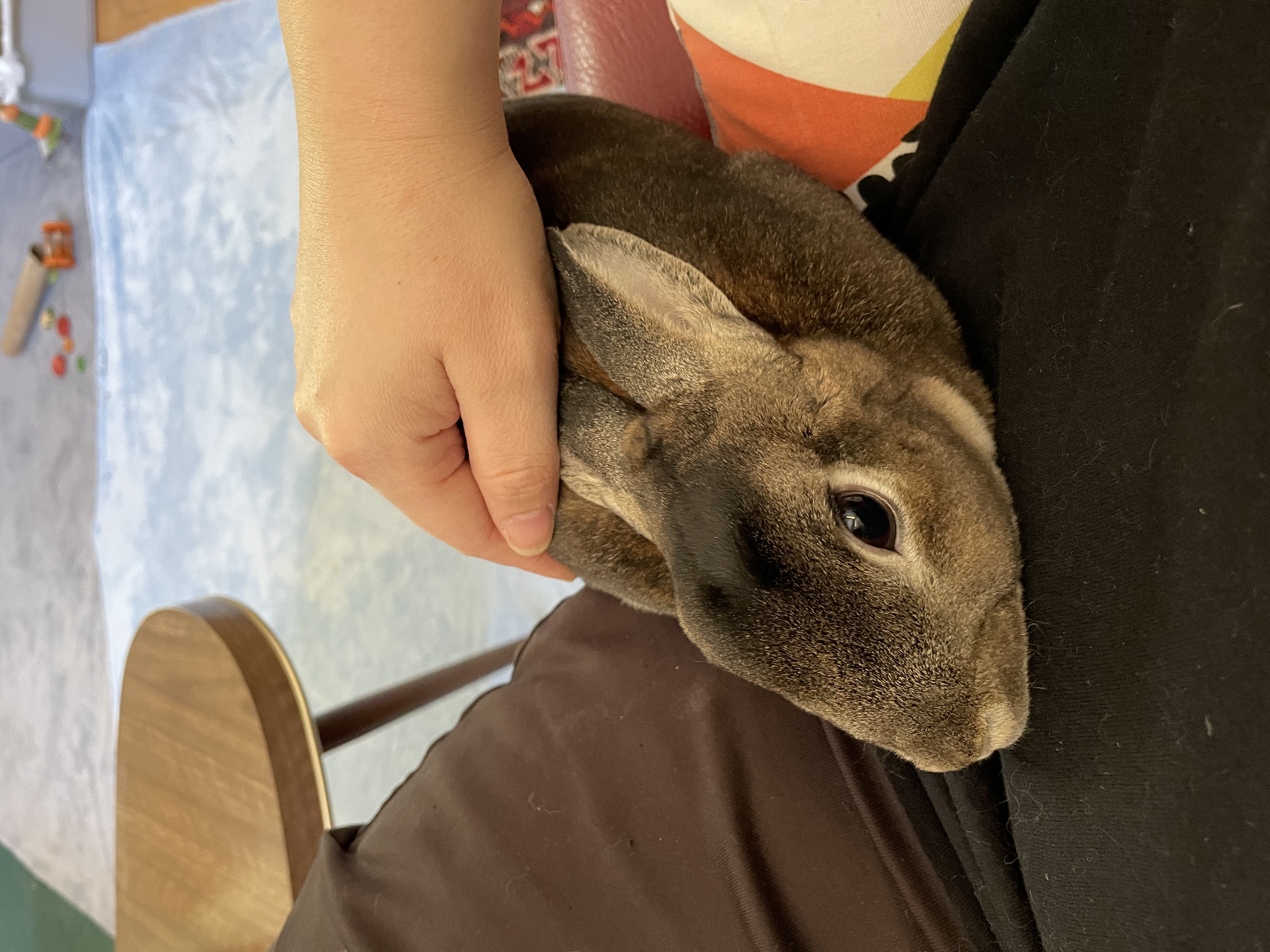 Guinness, a Adopted Mini Rex in Ottawa, ON image 2/3