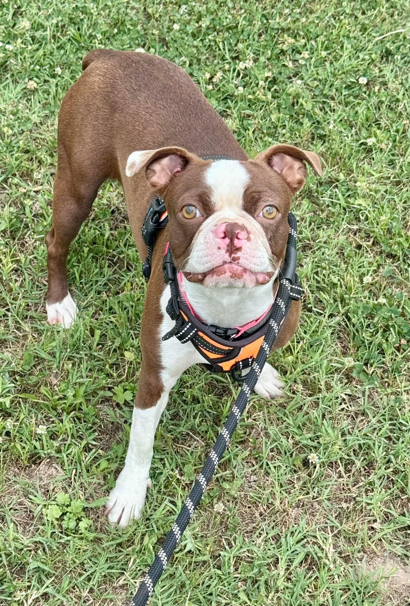 Enlarge Cherry, a Adopted Boston Terrier in Muskogee, OK image 1/1
