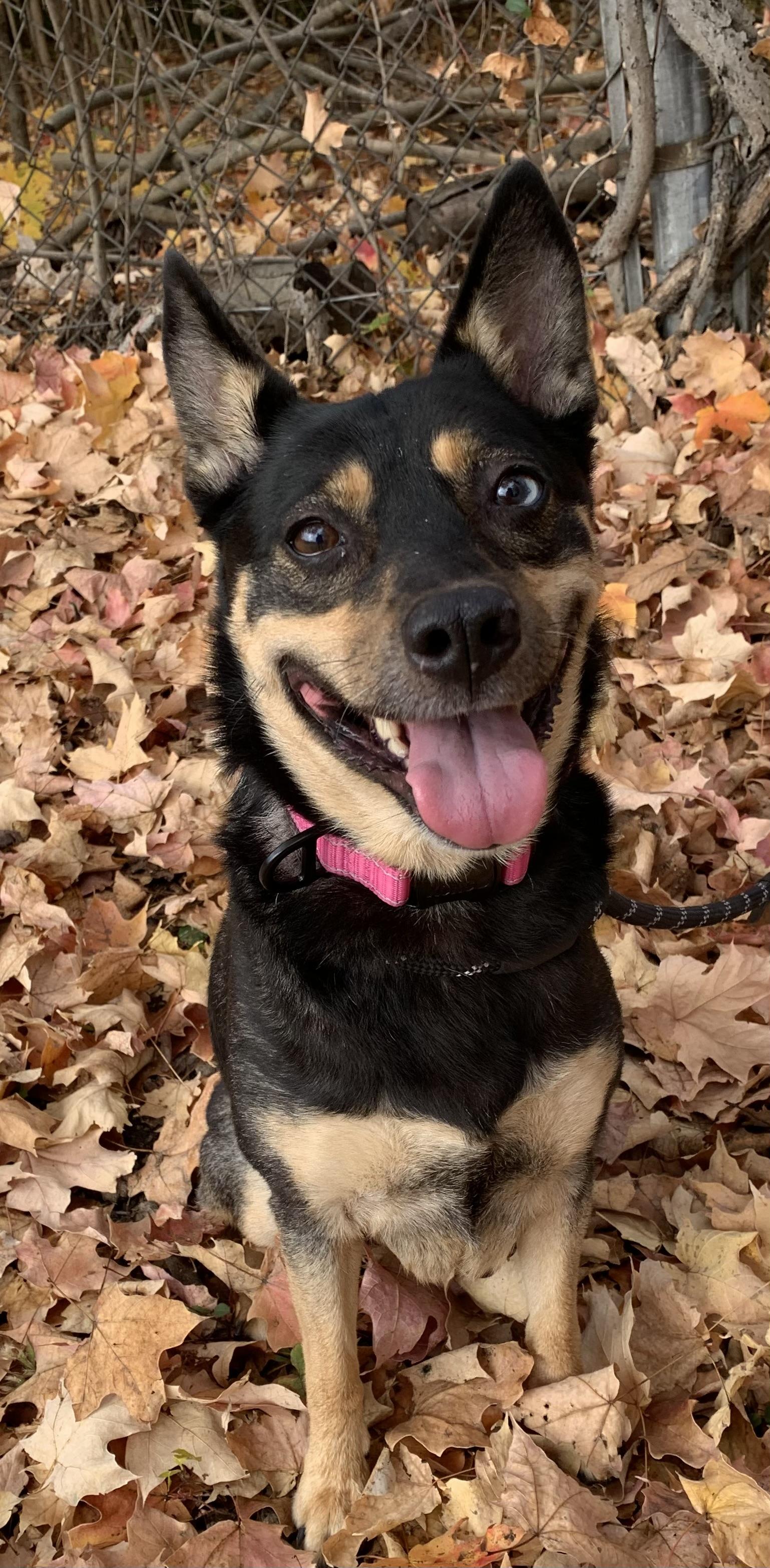 Enlarge Hazel, a Adoptable mixed breed in McKeesport, PA image 2/5