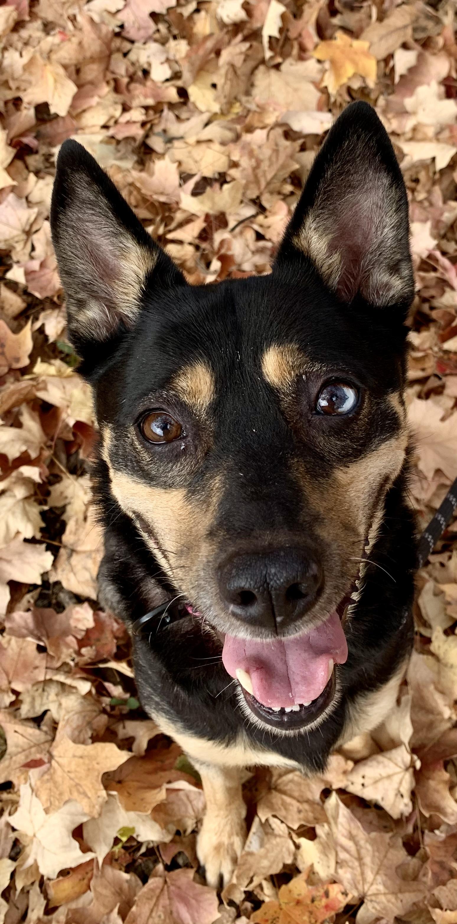 Enlarge Hazel, a Adoptable mixed breed in McKeesport, PA image 4/5