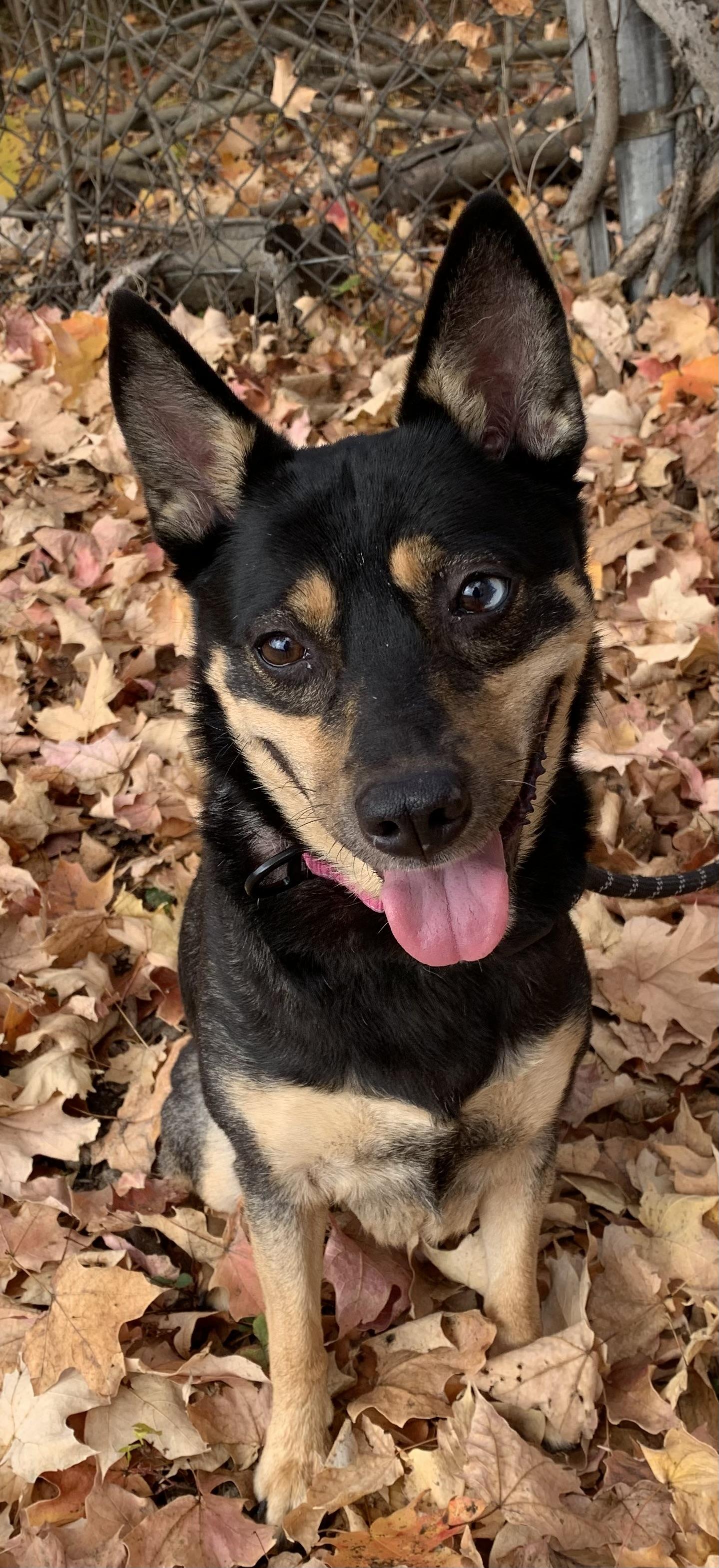 Enlarge Hazel, a Adoptable mixed breed in McKeesport, PA image 5/5