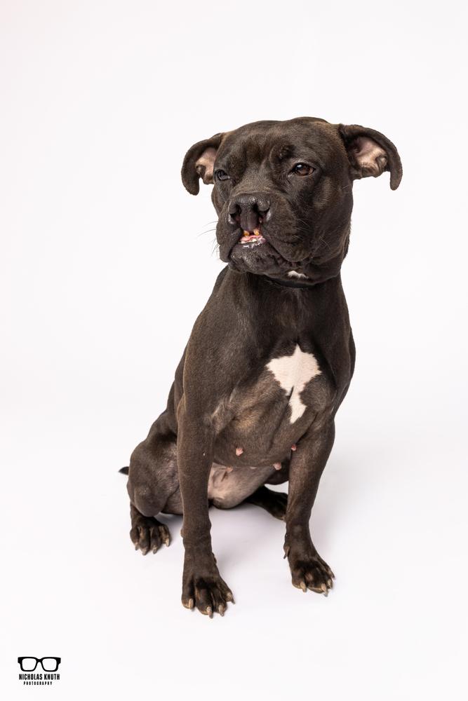 Sarah Smile, Adoptable, Young Female Pit Bull Terrier.