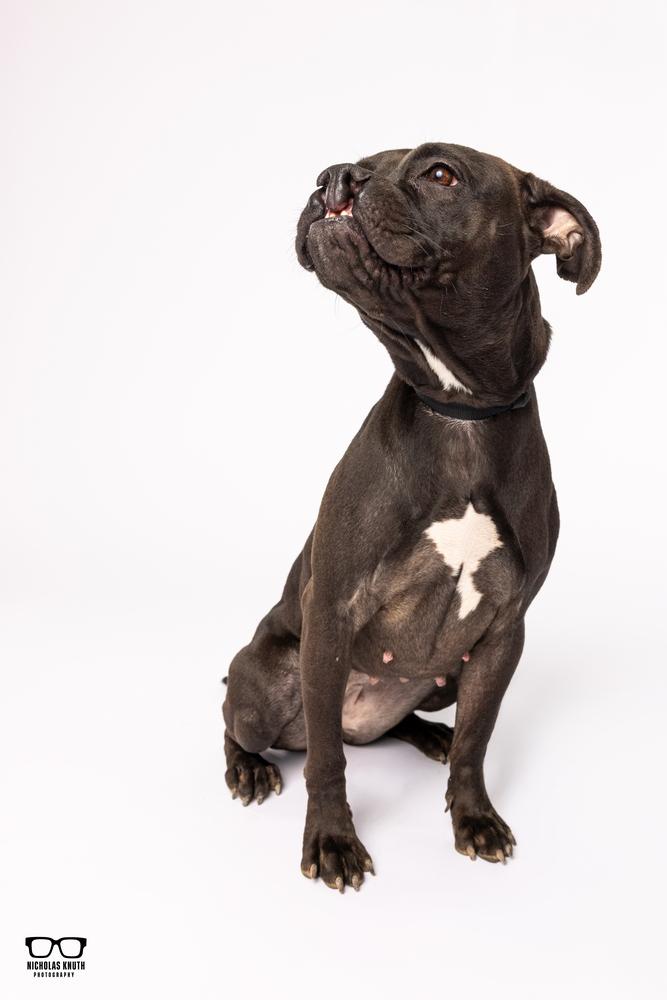 Enlarge Sarah Smile, a Adoptable mixed breed in Palatine, IL image 2/6