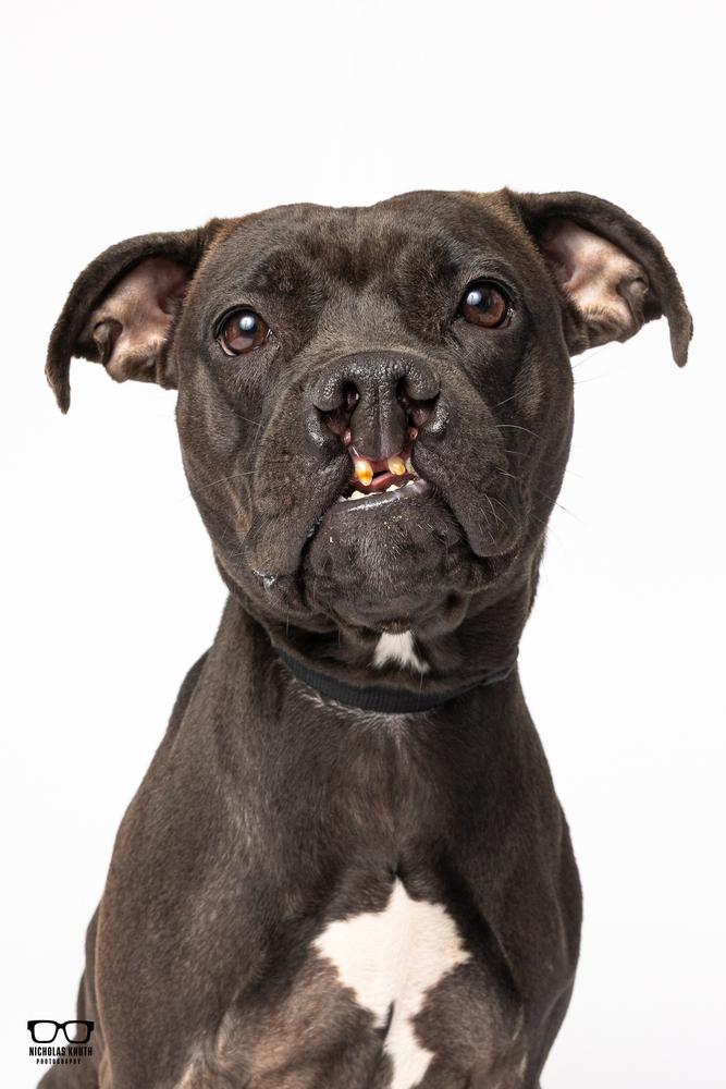 Enlarge Sarah Smile, a Adoptable mixed breed in Palatine, IL image 3/6