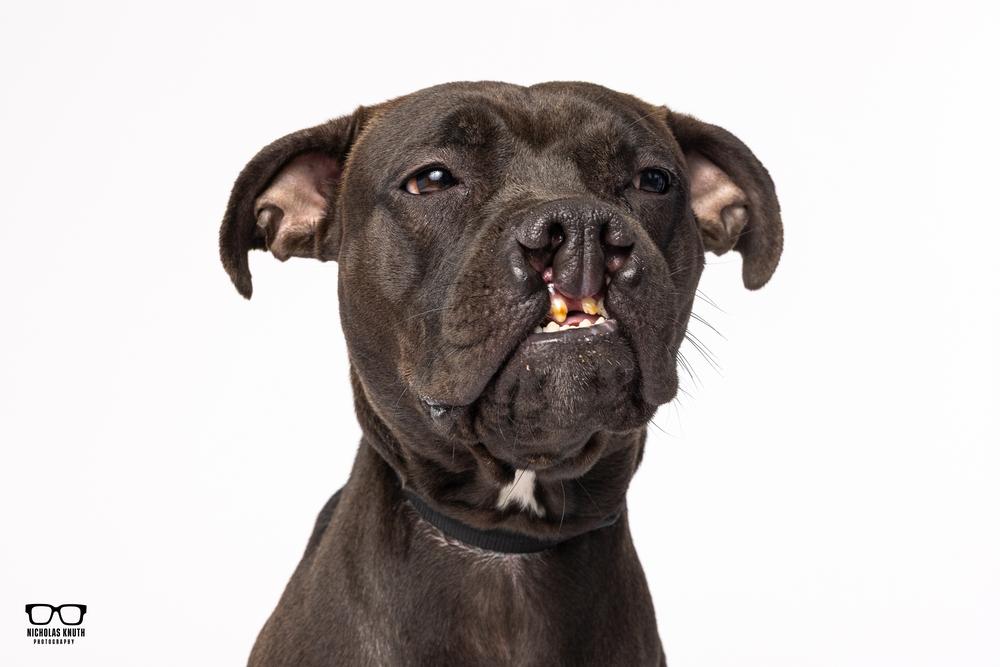 Enlarge Sarah Smile, a Adoptable mixed breed in Palatine, IL image 4/6