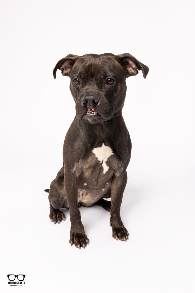 Enlarge Sarah Smile, a Adoptable mixed breed in Palatine, IL image 5/6