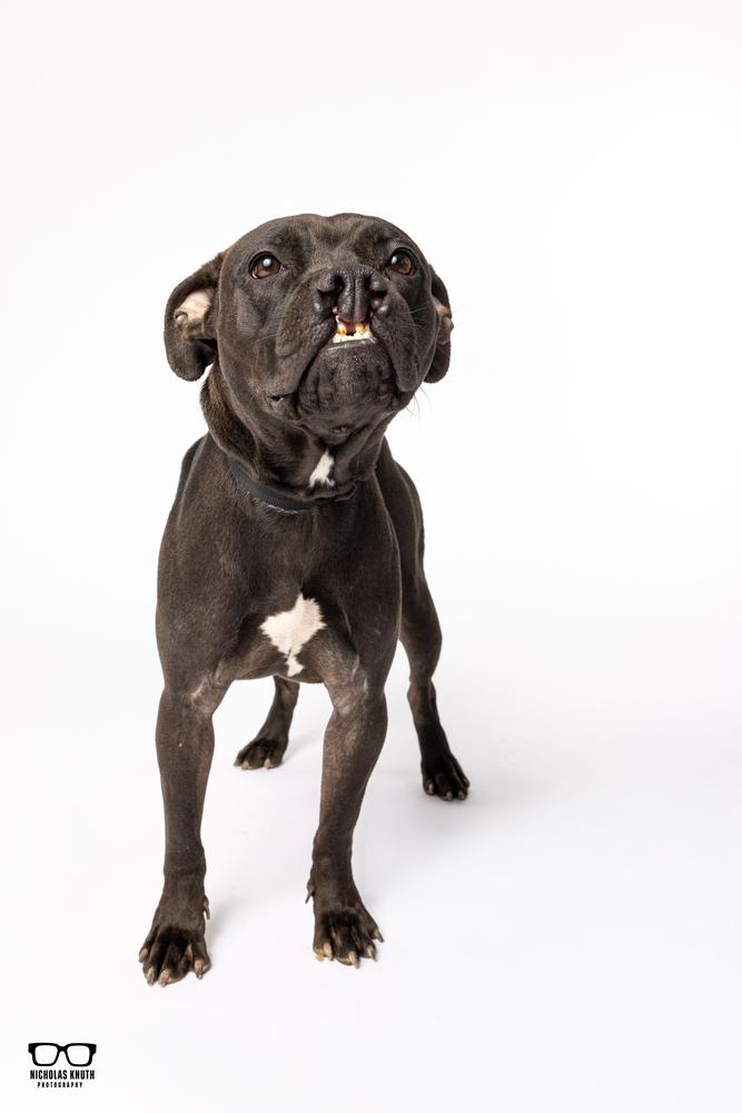 Enlarge Sarah Smile, a Adoptable mixed breed in Palatine, IL image 6/6