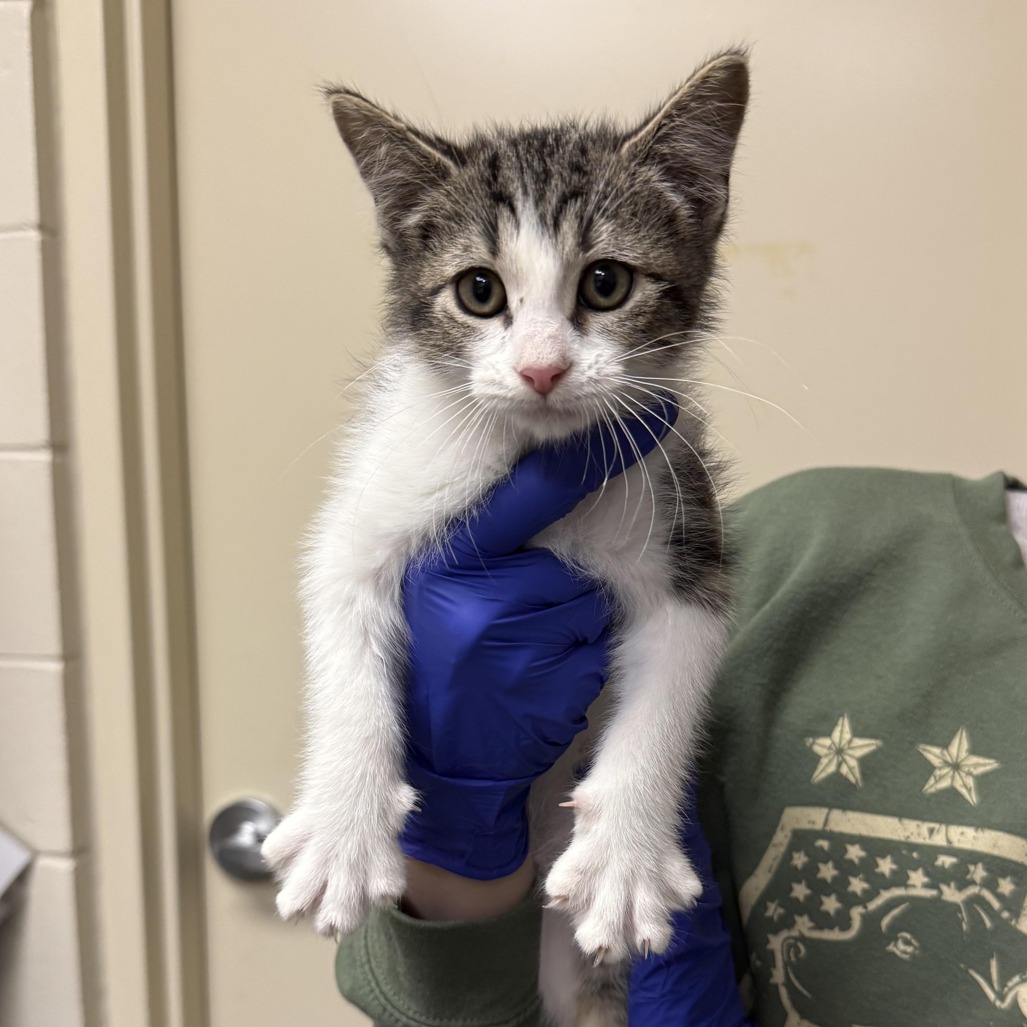 Post Meowlone, adopted, Kitten Male Domestic Short Hair.