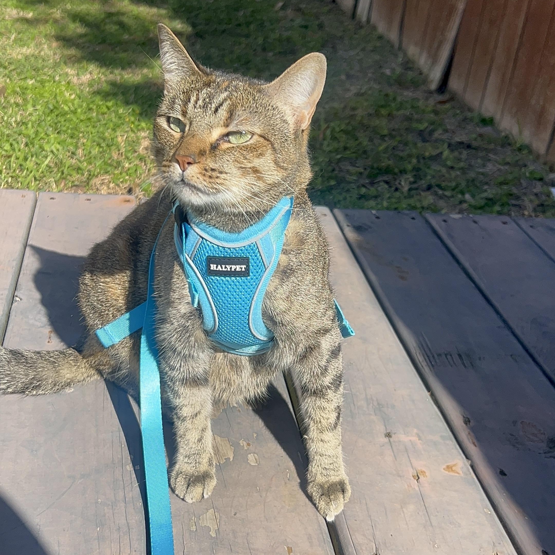 Cleo — thumbnail 3