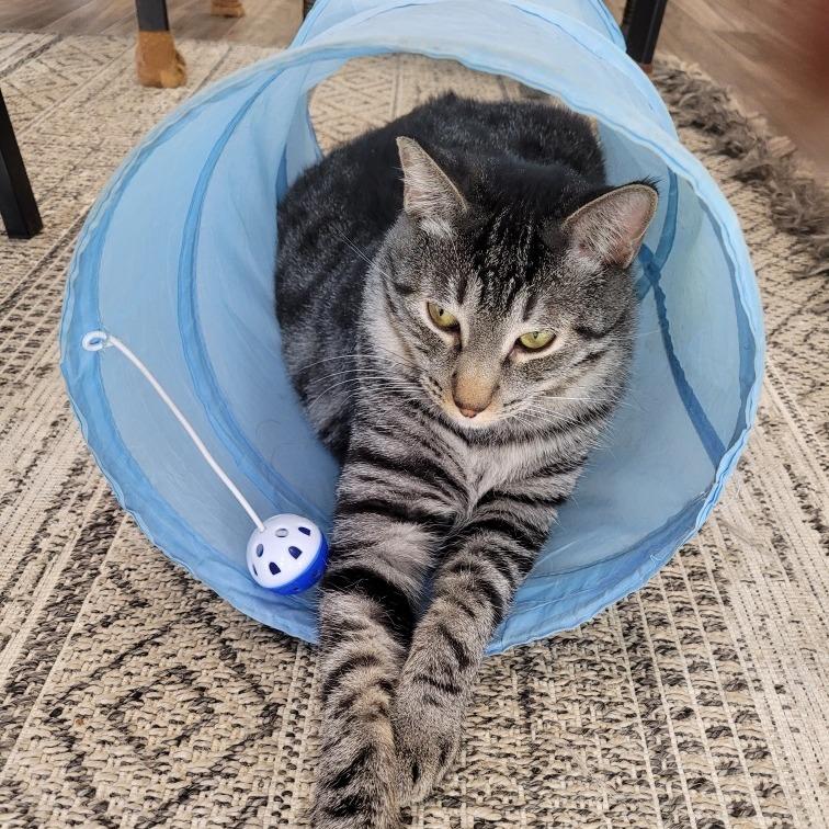 Bear, Adoptable, Adult Male Domestic Short Hair.