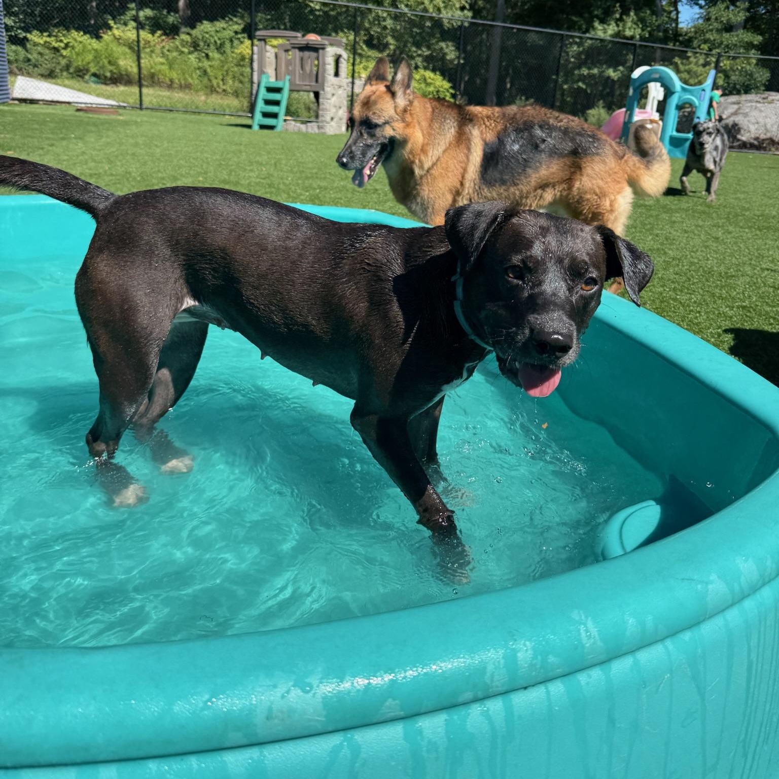 Nicole, a Adoptable mixed breed in Groton, CT image 6/6