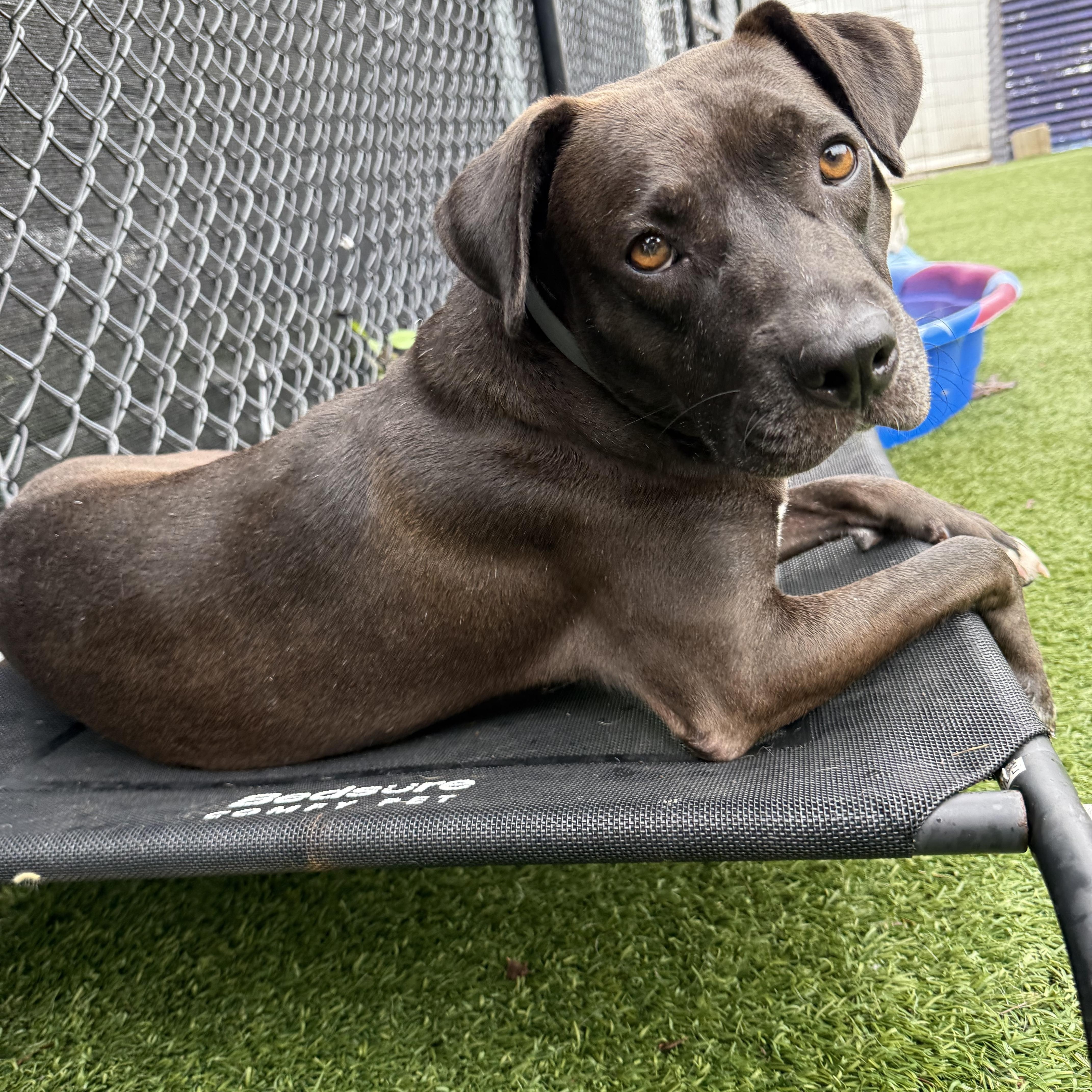Nicole, a Adoptable mixed breed in Groton, CT image 3/6