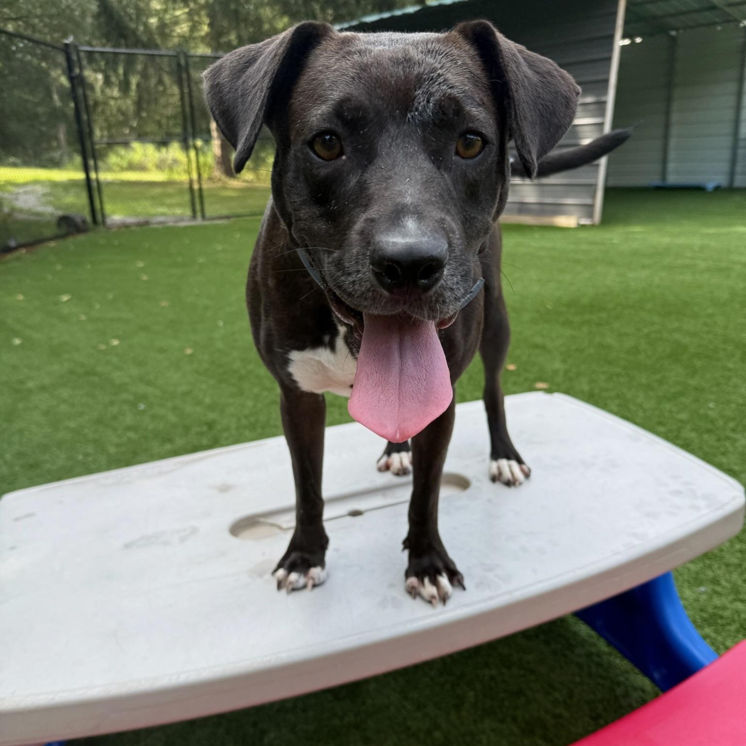 Nicole, a Adoptable mixed breed in Groton, CT image 1/6