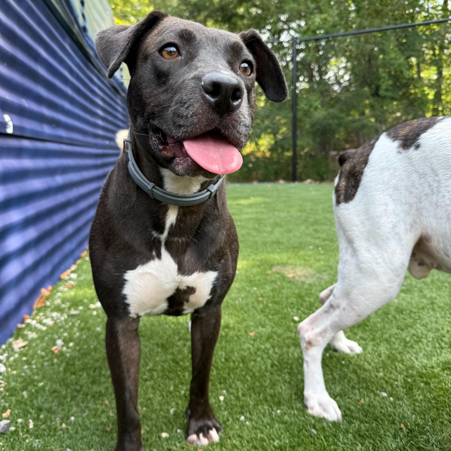 Nicole, a Adoptable mixed breed in Groton, CT image 2/6