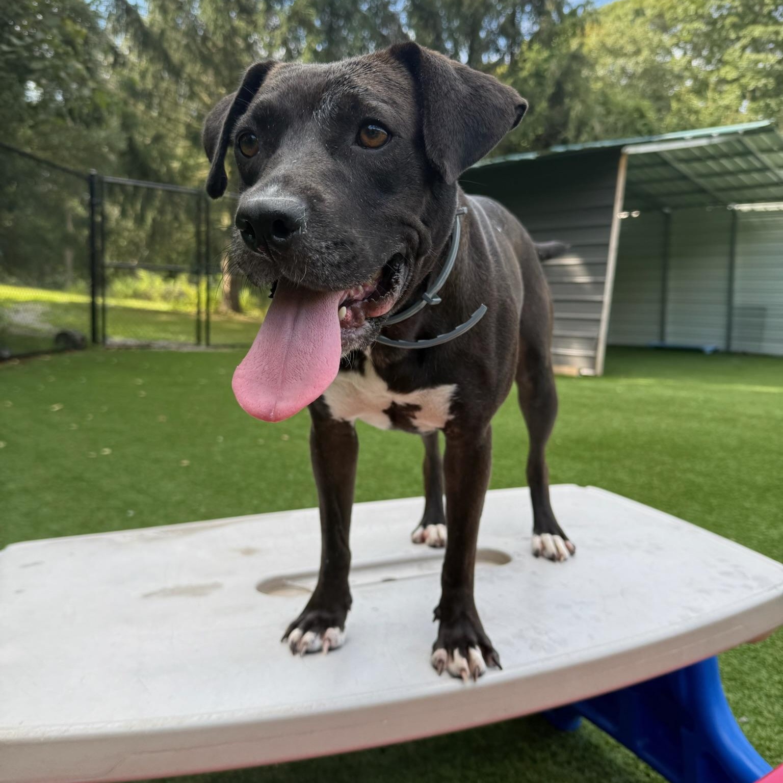 Nicole, a Adoptable mixed breed in Groton, CT image 4/6