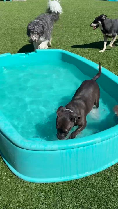 Enlarge Nicole, a Adoptable mixed breed in Groton, CT video 5/6