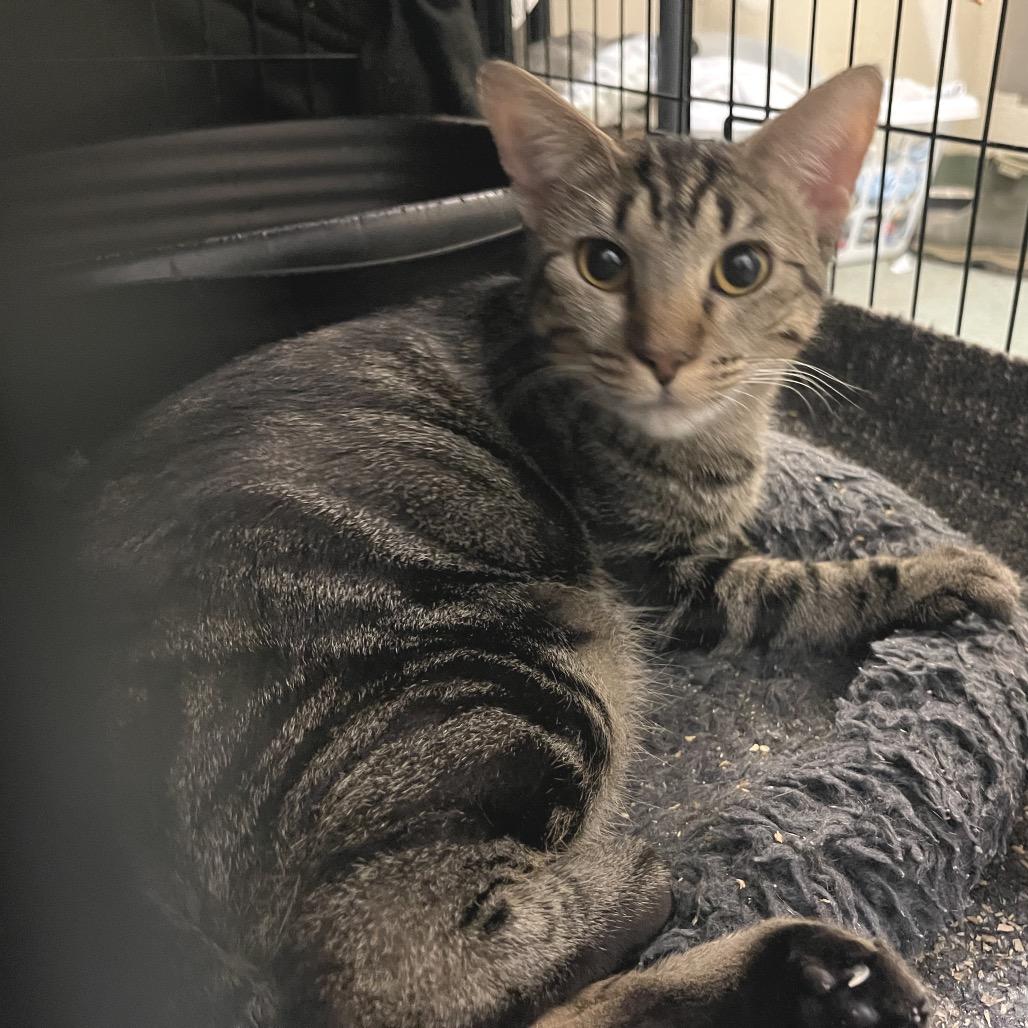 Zoodles, a Adoptable Domestic Short Hair in Sand Springs, OK image 1/2