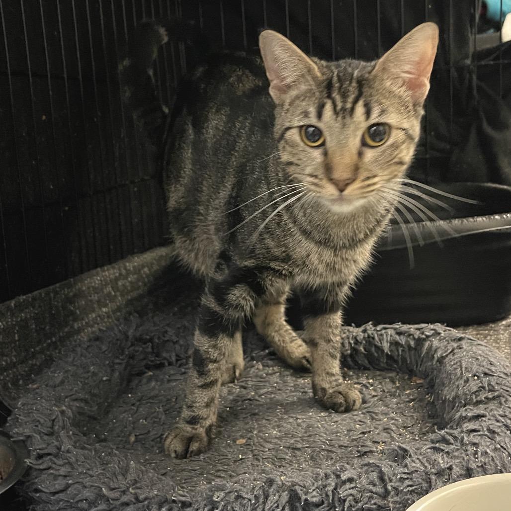 Zoodles, a Adoptable Domestic Short Hair in Sand Springs, OK image 2/2