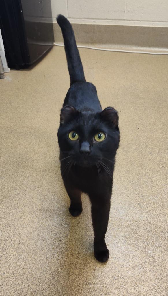 Enlarge Mars, a Adoptable mixed breed in Grand Forks, ND image 1/2