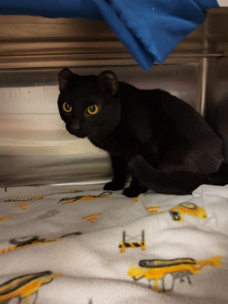 Enlarge Mars, a Adoptable mixed breed in Grand Forks, ND image 2/2
