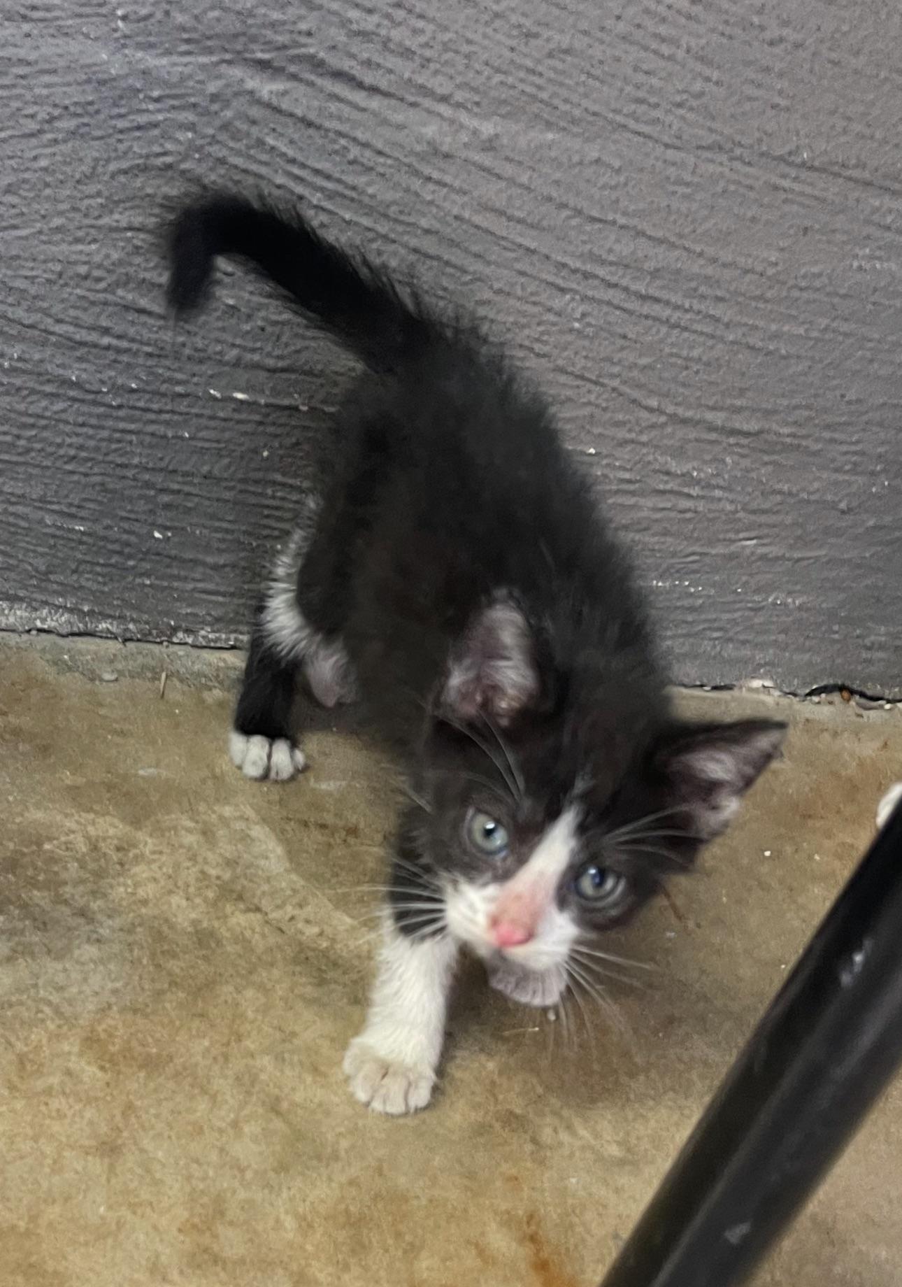 Nexus, Adoptable, Young Male Domestic Short Hair.