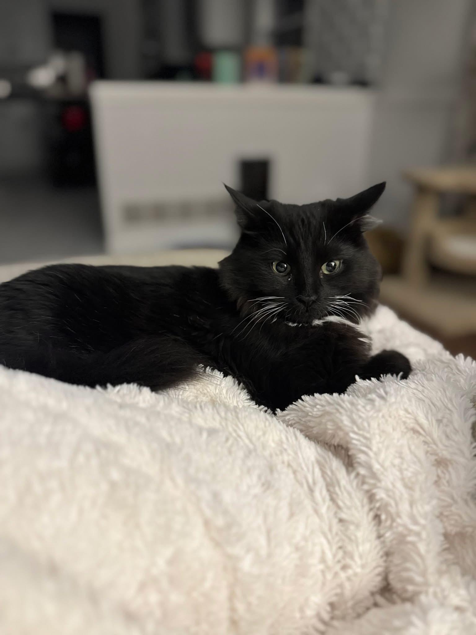 Enlarge Sam, a Adoptable Domestic Medium Hair in Carnegie, PA image 1/4