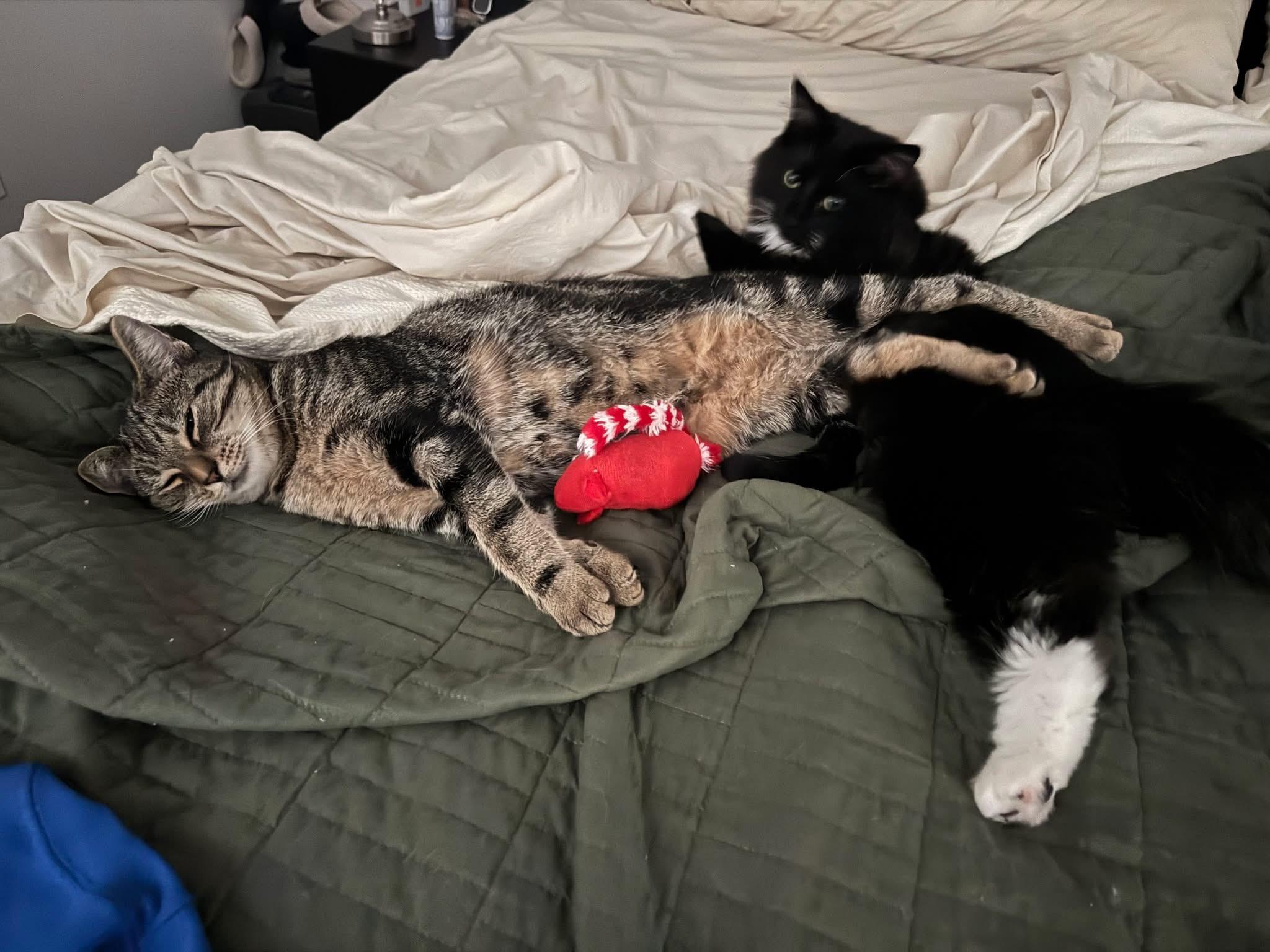 Enlarge Sam, a Adoptable Domestic Medium Hair in Carnegie, PA image 2/4