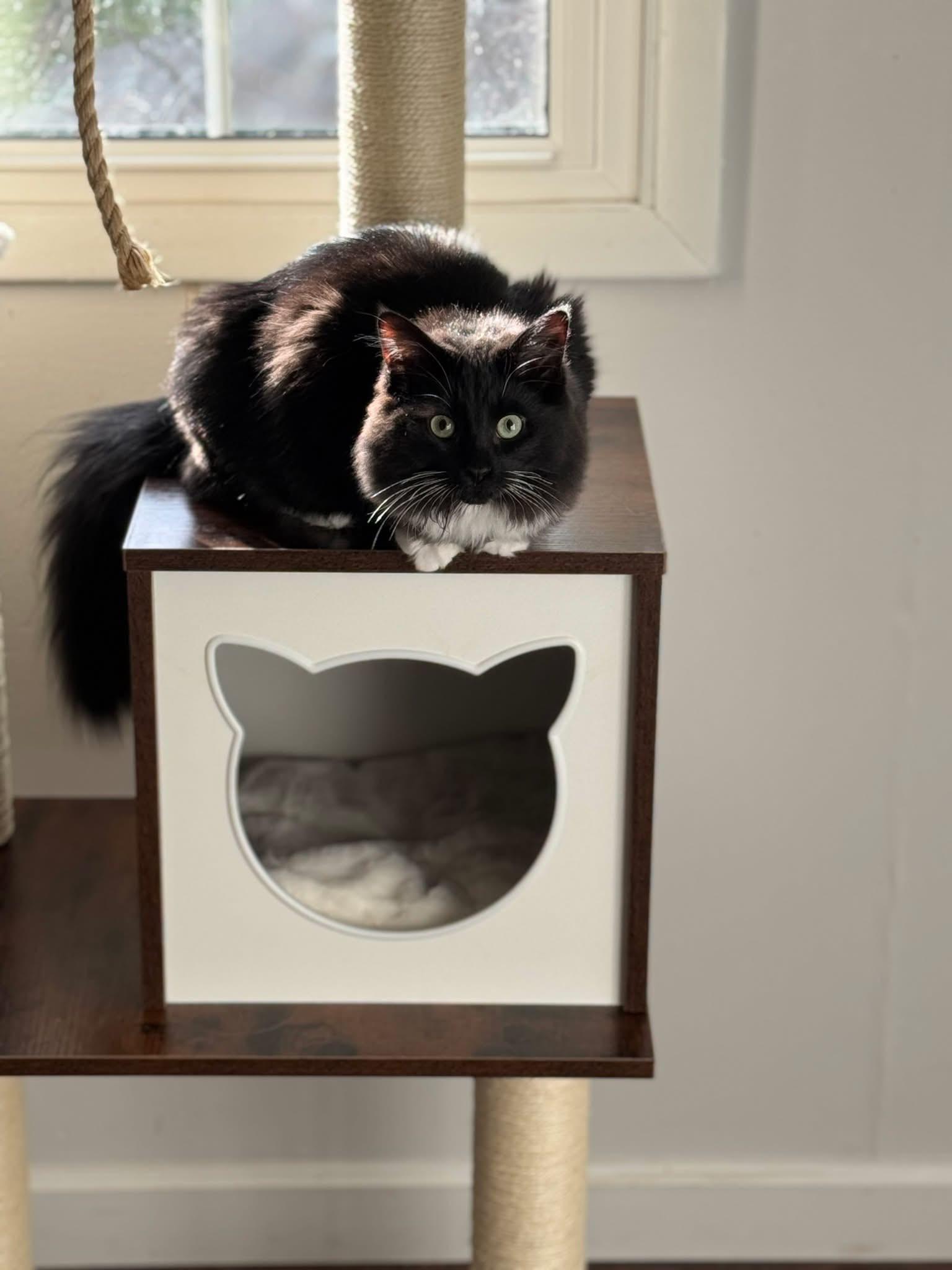 Enlarge Sam, a Adoptable Domestic Medium Hair in Carnegie, PA image 3/4