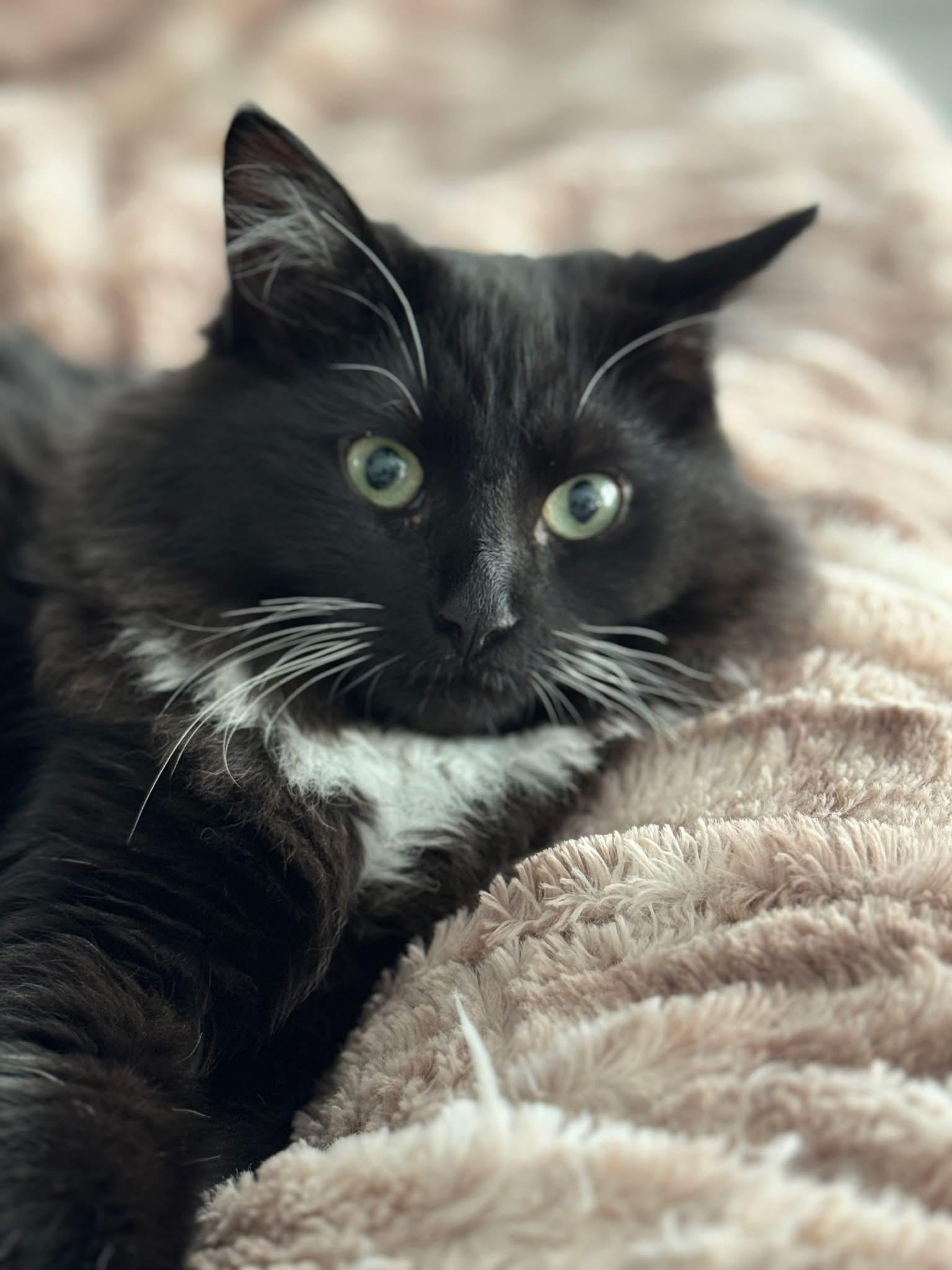 Enlarge Sam, a Adoptable Domestic Medium Hair in Carnegie, PA image 4/4