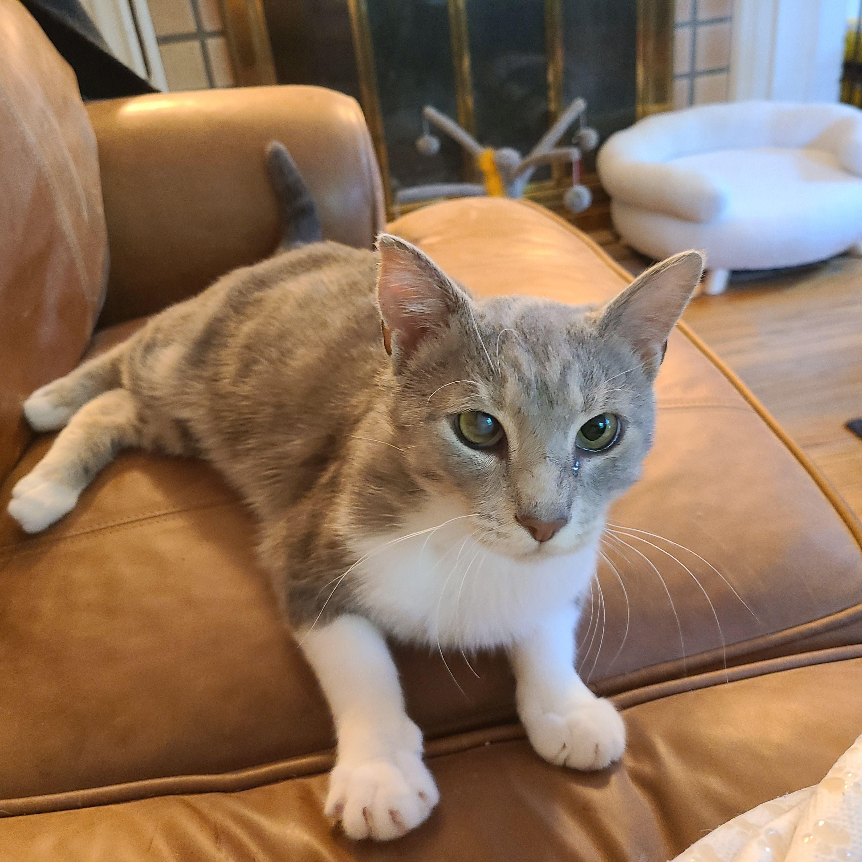 Popeye, Adoptable, Adult Male Tabby & Bengal.