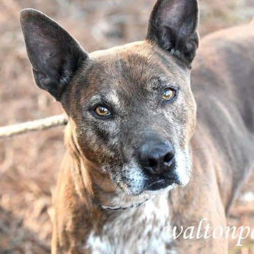Leslie, Adult Female Shepherd