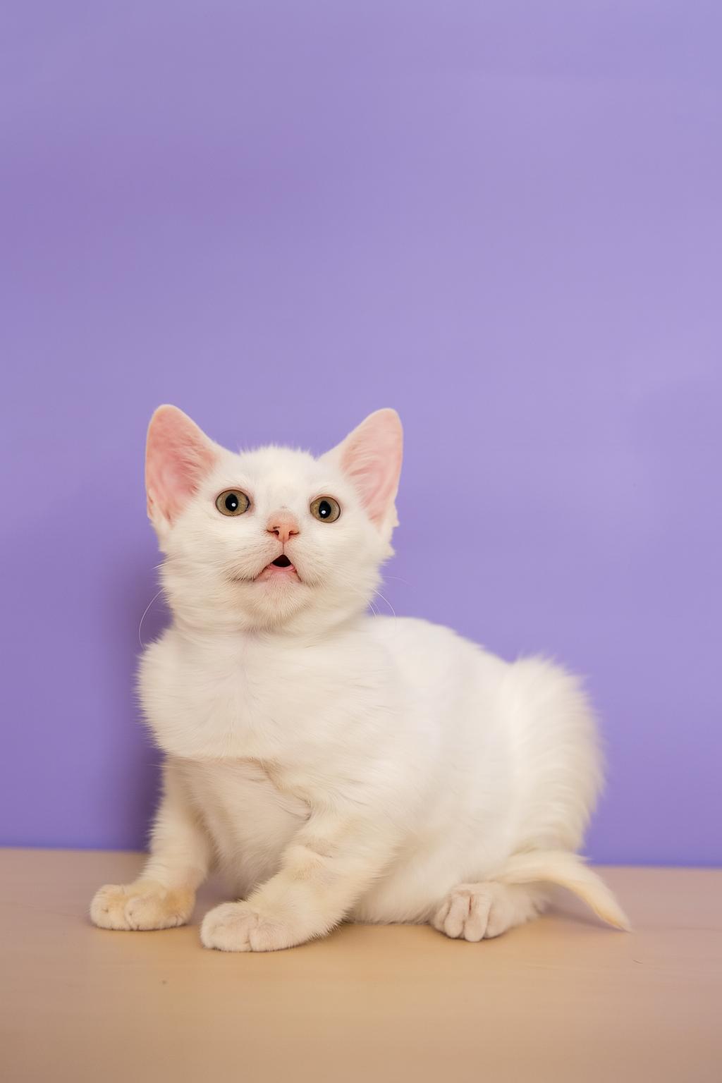 Enlarge Confetti, a Adoptable mixed breed in Gainesville, FL image 5/6