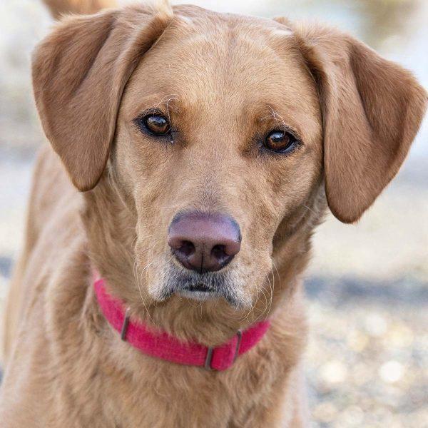 Enlarge Lucy, a Adopted mixed breed in Elverta, CA image 1/1