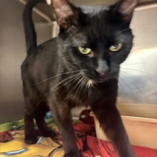 Enlarge Sully, a Adoptable mixed breed in Ashtabula, OH image 1/2