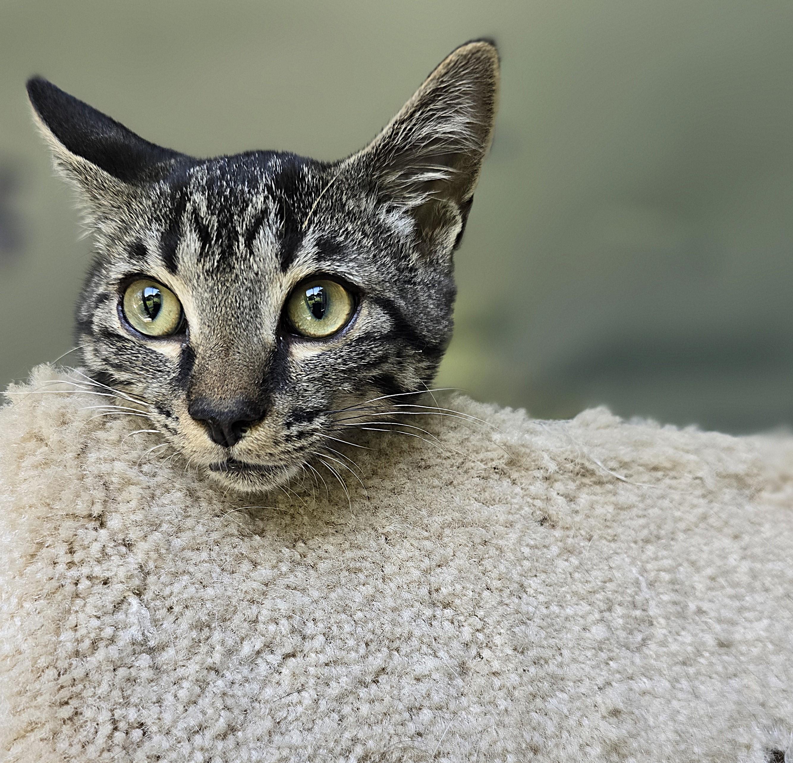 Tom, Adoptable, Kitten Male Domestic Short Hair.