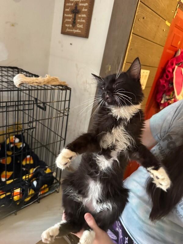 Enlarge Hugo Drax, a Adoptable Tuxedo in Partlow, VA image 2/5