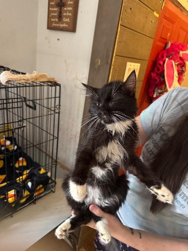 Enlarge Hugo Drax, a Adoptable Tuxedo in Partlow, VA image 4/5
