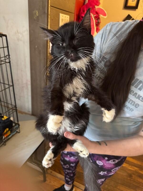 Enlarge Hugo Drax, a Adoptable Tuxedo in Partlow, VA image 5/5