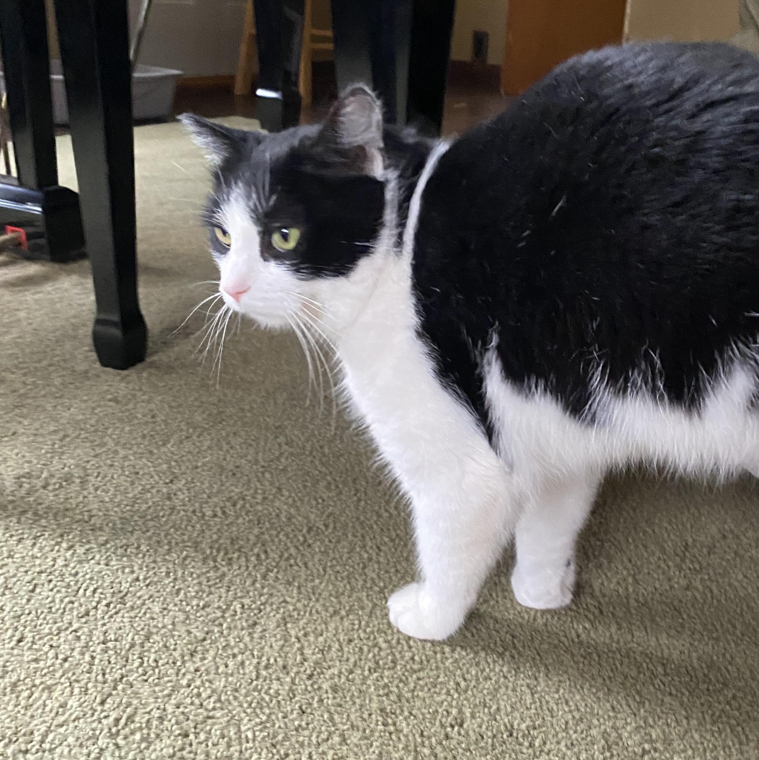 Enlarge King Charles, a Adopted Domestic Short Hair in Stockholm, WI image 1/2