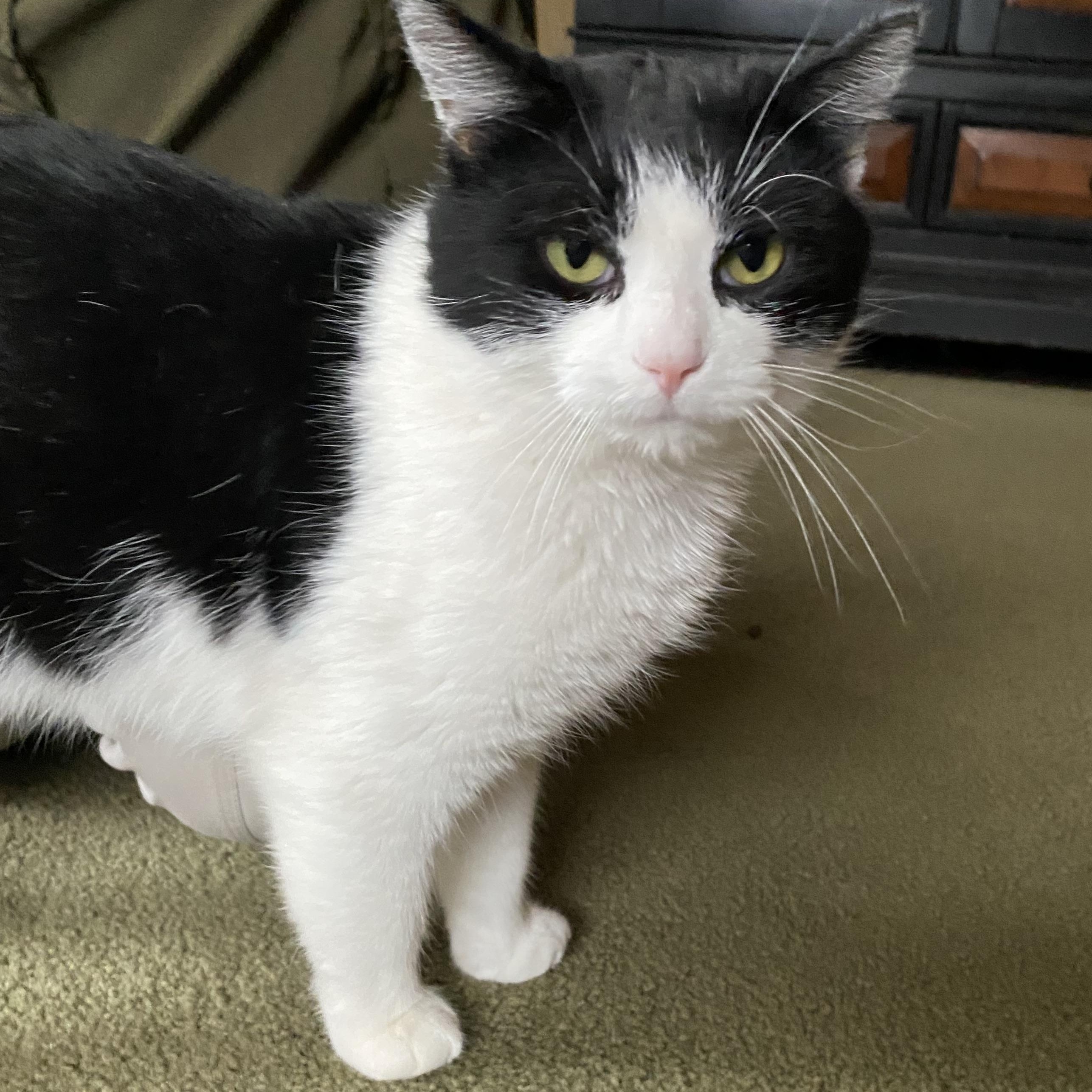 Enlarge King Charles, a Adopted Domestic Short Hair in Stockholm, WI image 2/2