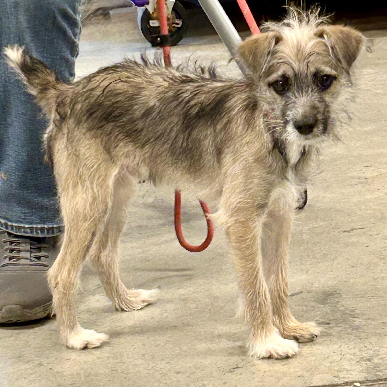 Calloway, Adoptable, Puppy Male Border Terrier & Wire Fox Terrier.
