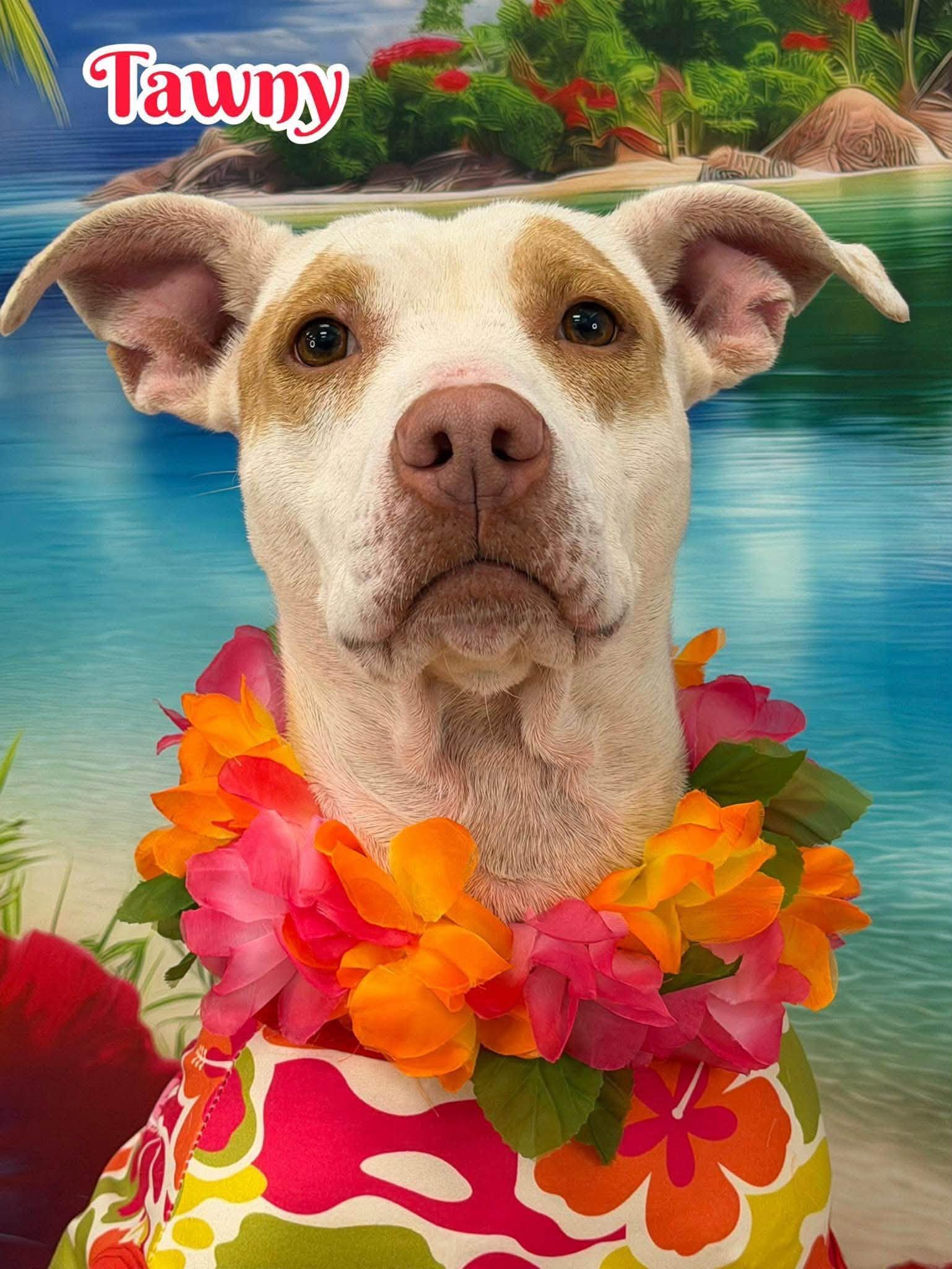 Tawny, ADOPTABLE, Adult Female Mixed Breed.
