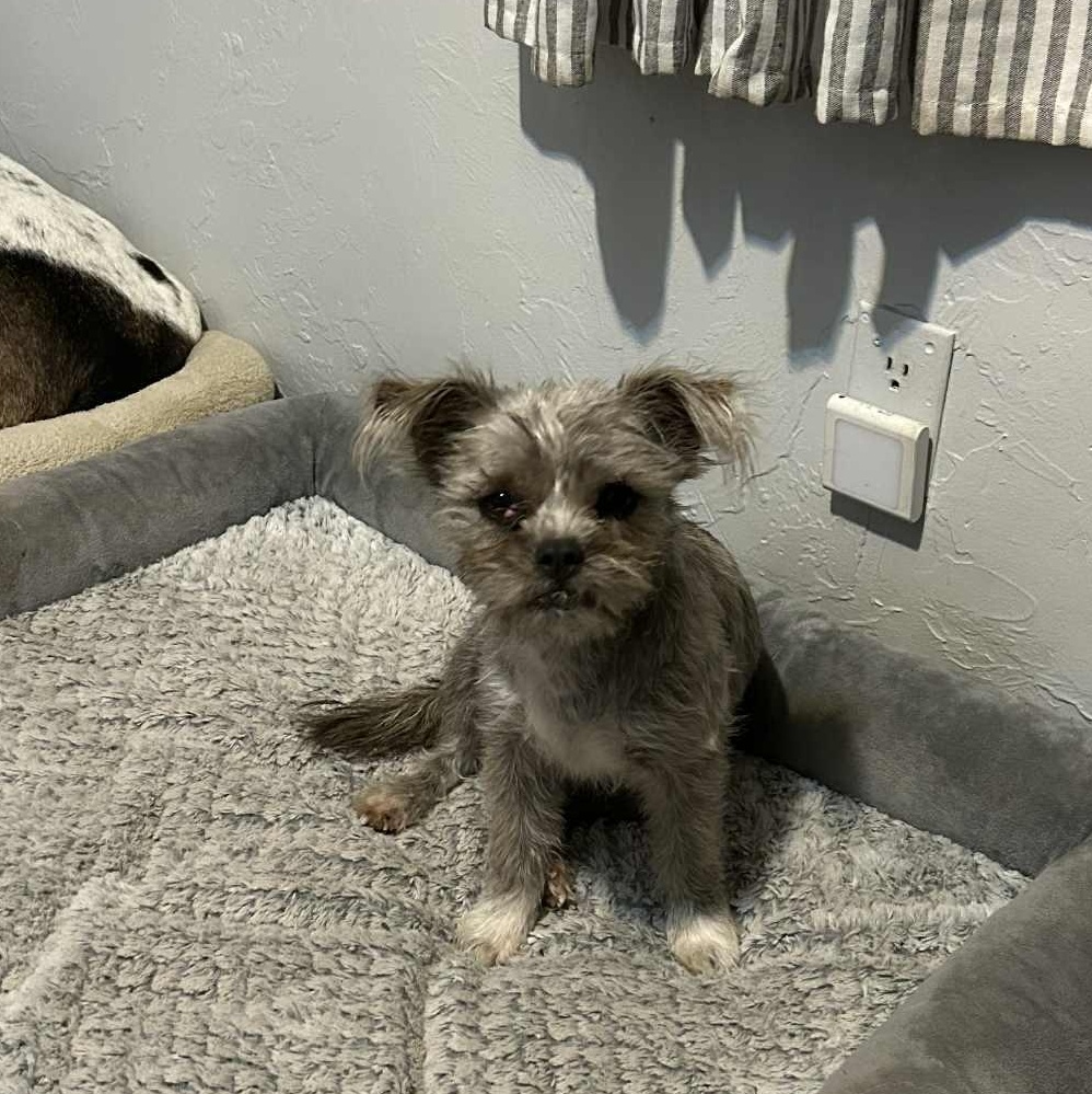 Yammie, adopted, Adult Female Yorkshire Terrier.