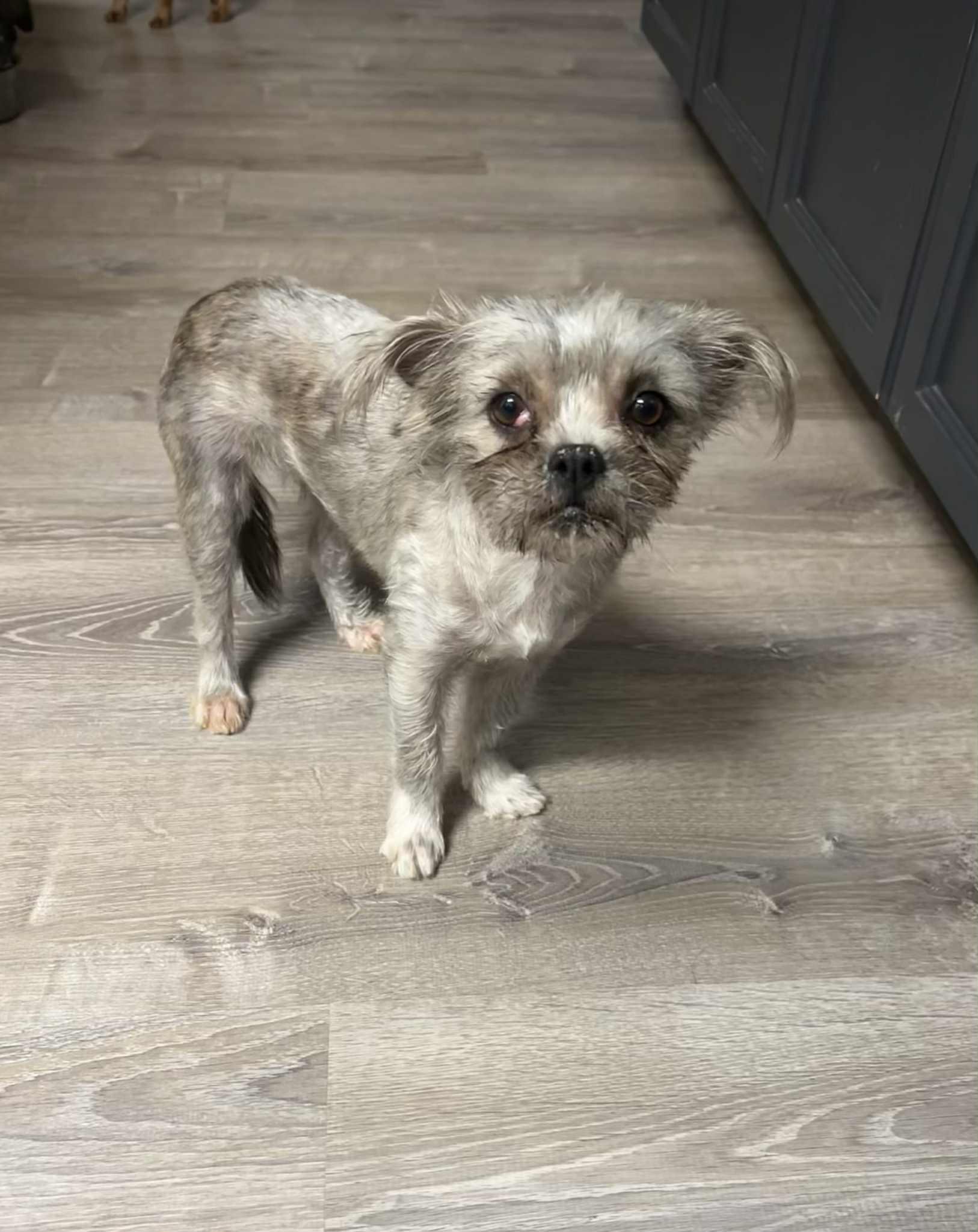 Enlarge Yammie, an adopted mixed breed in Mcloud, OK image 2/4