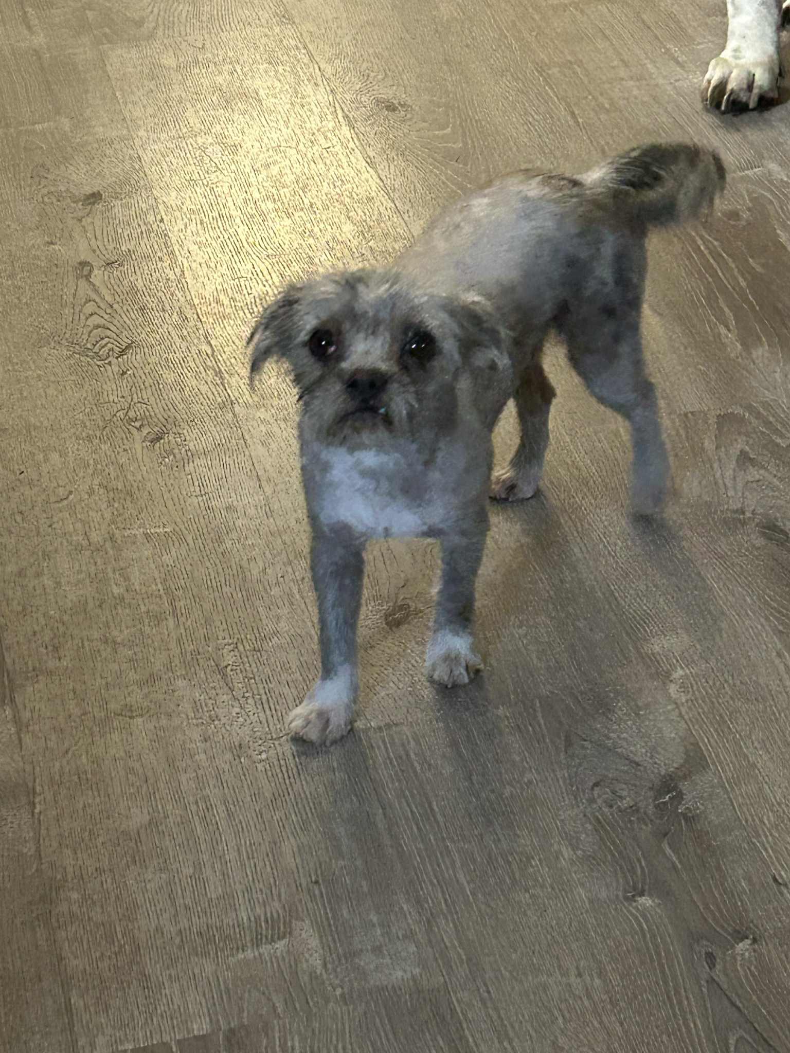 Enlarge Yammie, an adopted mixed breed in Mcloud, OK image 3/4