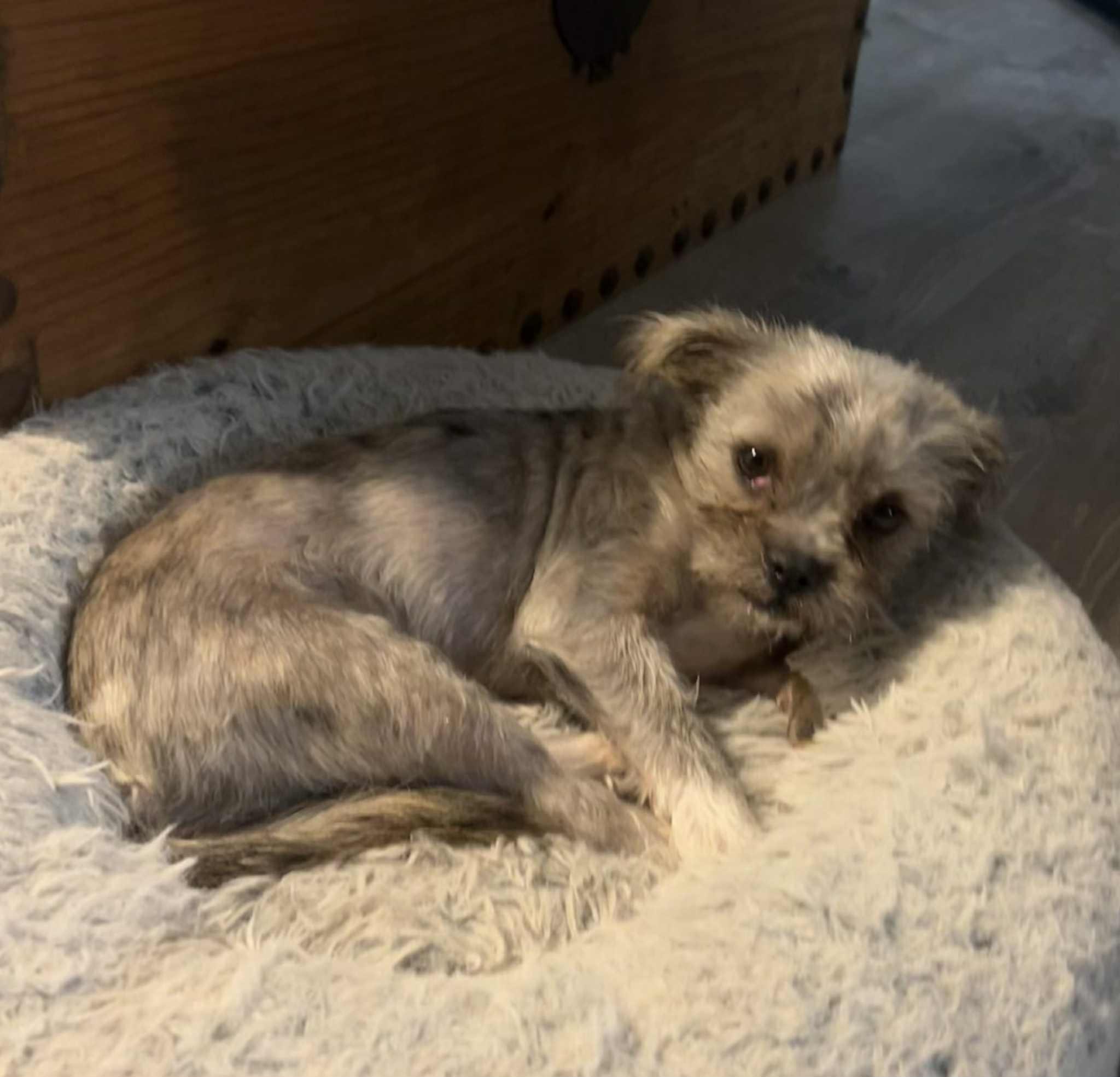 Enlarge Yammie, an adopted mixed breed in Mcloud, OK image 4/4